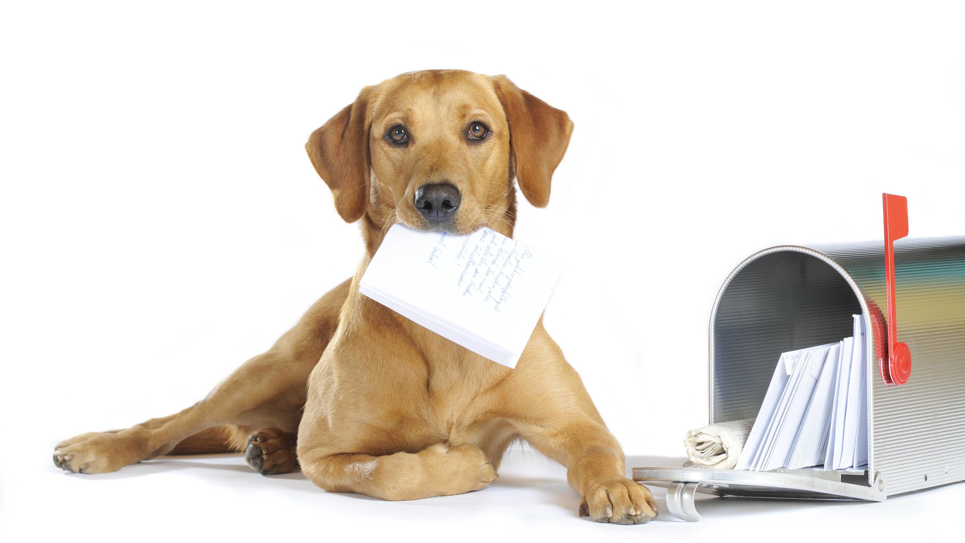 Post in SchleswigHolstein bittet Kunden &quot;Passt auf eure Hunde auf!&quot;