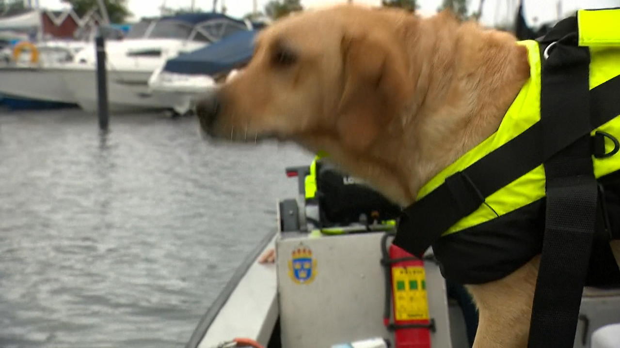 Dänemark bildet Hunde aus Spürnasen sollen Wasserleichen finden