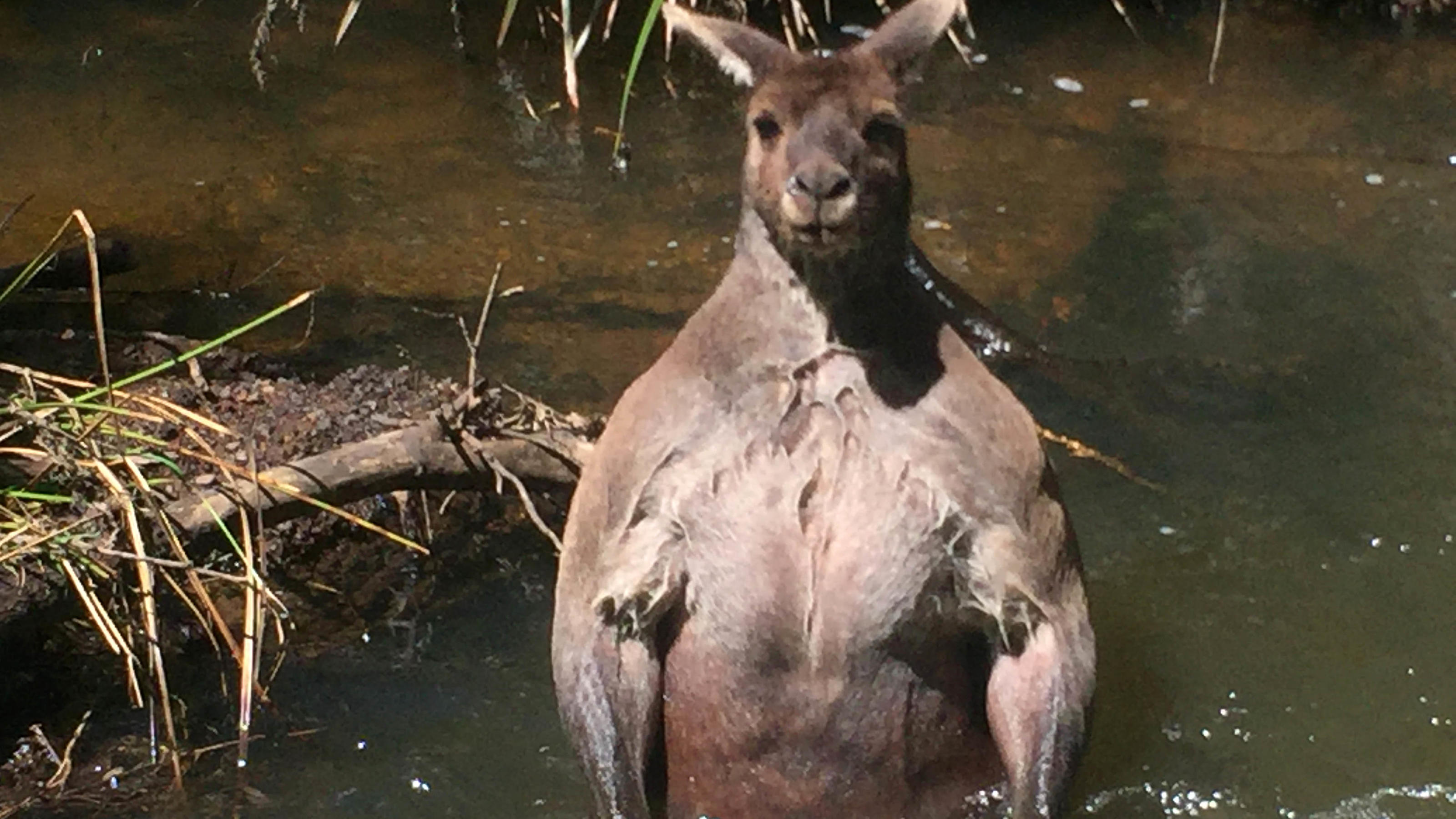 Zwei Meter groß, 100 Kilo schwer: Mit Mucki-Känguru Arnold legt man