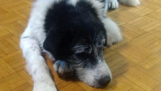 Happy End für &quot;Opa Jupp&quot; Kranker Hund kann dank Spenden glückliche