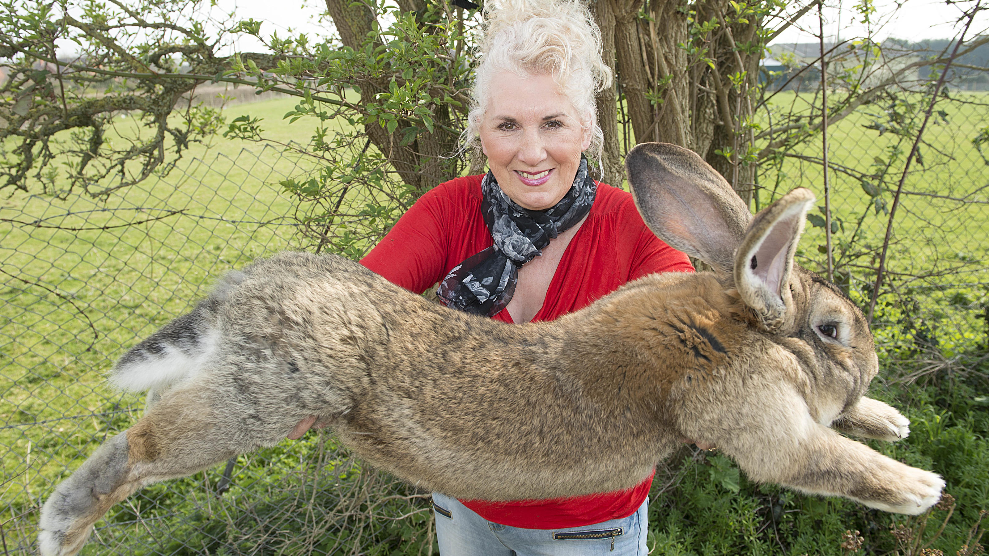 Weltrekord-Kaninchen von Ex-Playboy-Model Anette Edwards ...