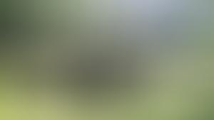 Vier Fragen zum Krimi