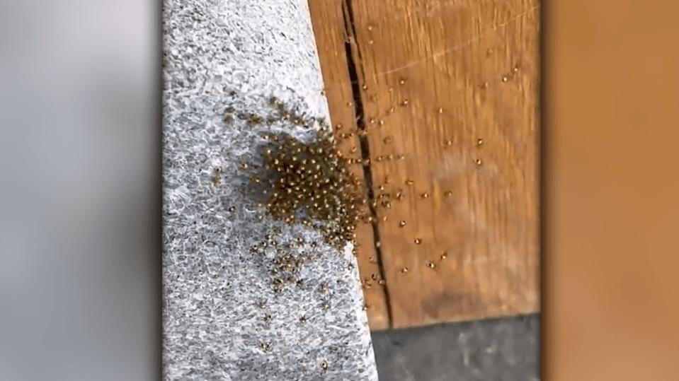 Spinnen-Alarm im Hause Schölermann!