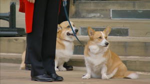 Corgis und Lieblingspferd sagen "Goodbye"