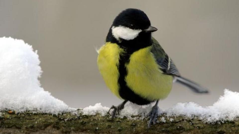 Vögel füttern im Winter erst ab dem ersten Frost