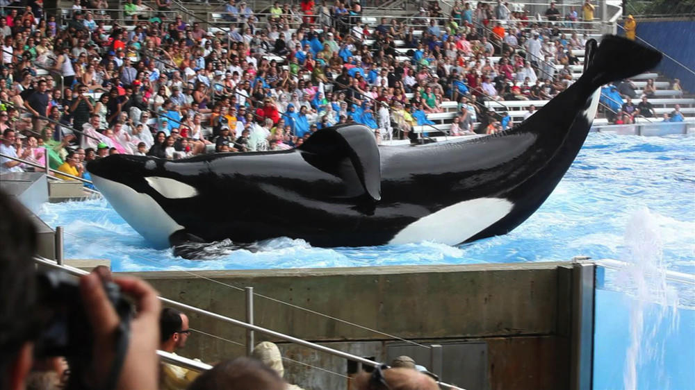 Kritik nach Doku "Blackfish": Schluss mit den Orca-Shows in SeaWorld