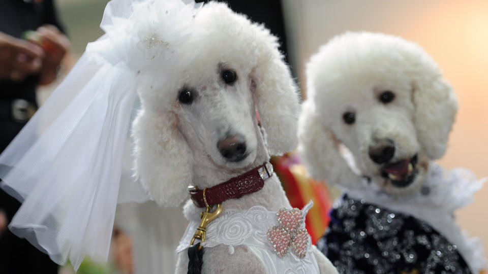 Hunde heiraten. Tinder für Hunde ist der neue Trend in Hollywood