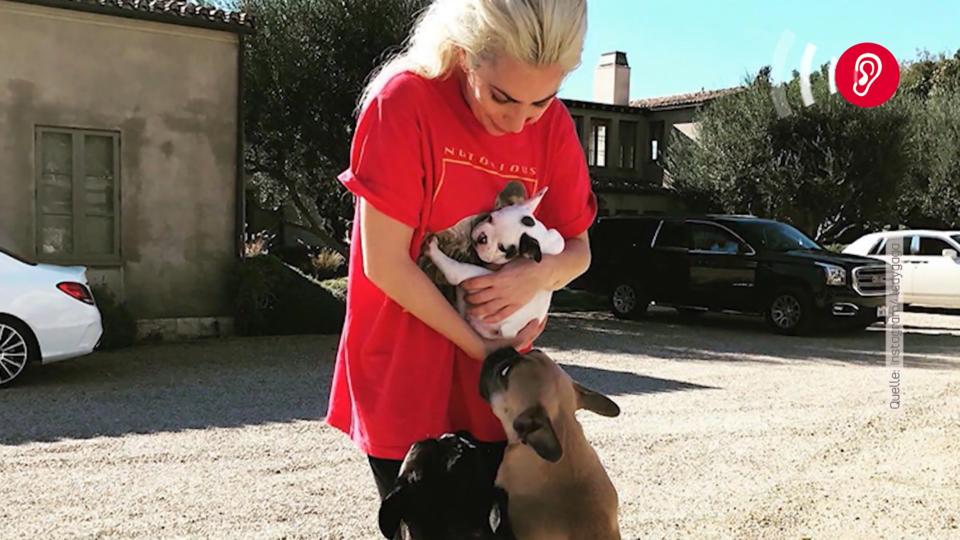 Lady Gaga: So bekam sie ihre  entführten Hunde zurück
