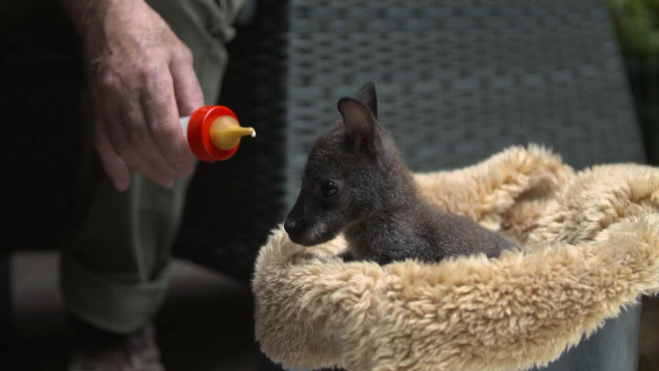 Baby-Känguru Julchen wächst im "Autositz-Beutel" auf
