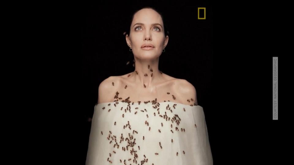 Angelina Jolie setzt sich für den Bienen-Schutz ein