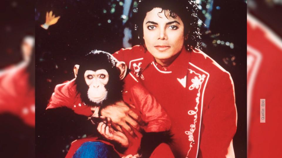 Das wurde aus Bubbles, dem Affen von Michael Jackson