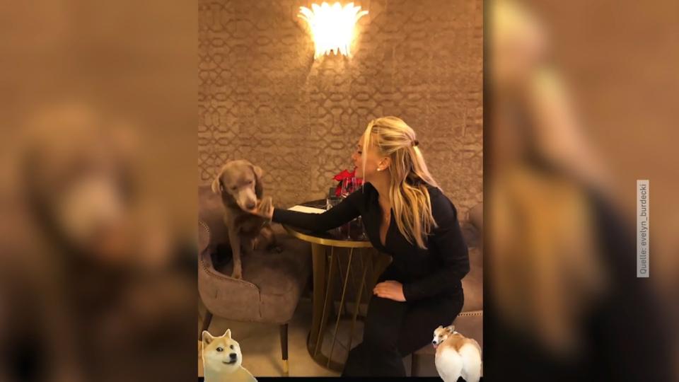Die Hunde der Promis
