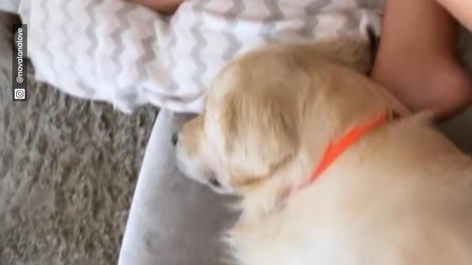 Armer Oreo! Farina Opokus Hund ist eifersüchtig auf das Baby Video