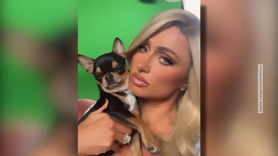 Paris Hilton bietet 10.000 Dollar für entlaufenen Hund
